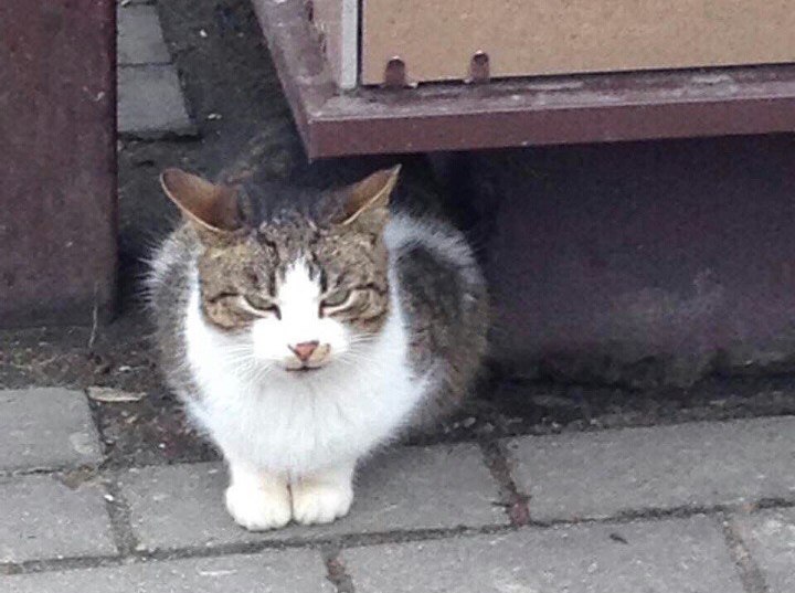 Куды знікаюць жывёлы з вуліц? Гродзенцы падазраюць камунальнікаў у незаконных забойствах