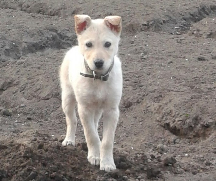 Куды знікаюць жывёлы з вуліц? Гродзенцы падазраюць камунальнікаў у незаконных забойствах
