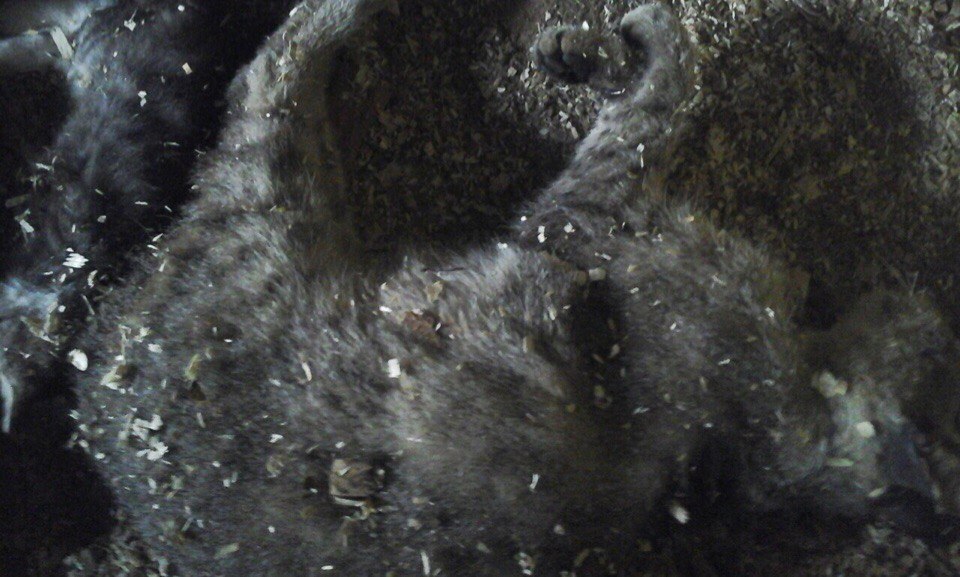 Куды знікаюць жывёлы з вуліц? Гродзенцы падазраюць камунальнікаў у незаконных забойствах