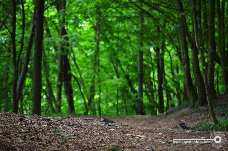 У лесапарк Румлёва ўключылі новы ўчастак лесу, але найпрыгажэйшыя месцы патанаюць у смецці