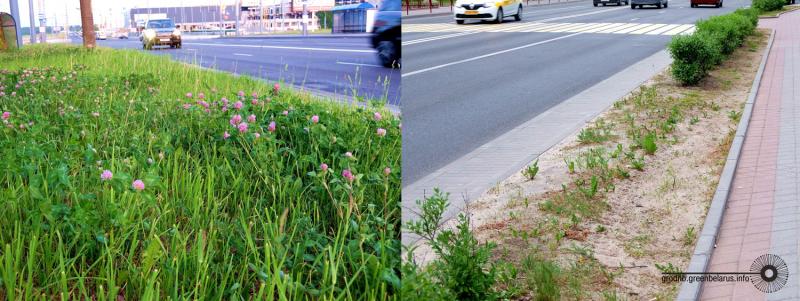 Чаму ў горадзе дрэнна расце трава і навошта яе абавязкова трэба захоўваць