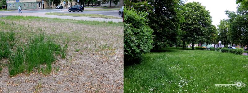 Чаму ў горадзе дрэнна расце трава і навошта яе абавязкова трэба захоўваць