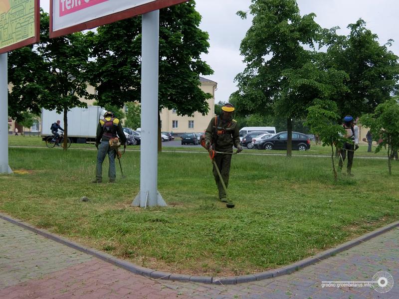 Чаму ў горадзе дрэнна расце трава і навошта яе абавязкова трэба захоўваць