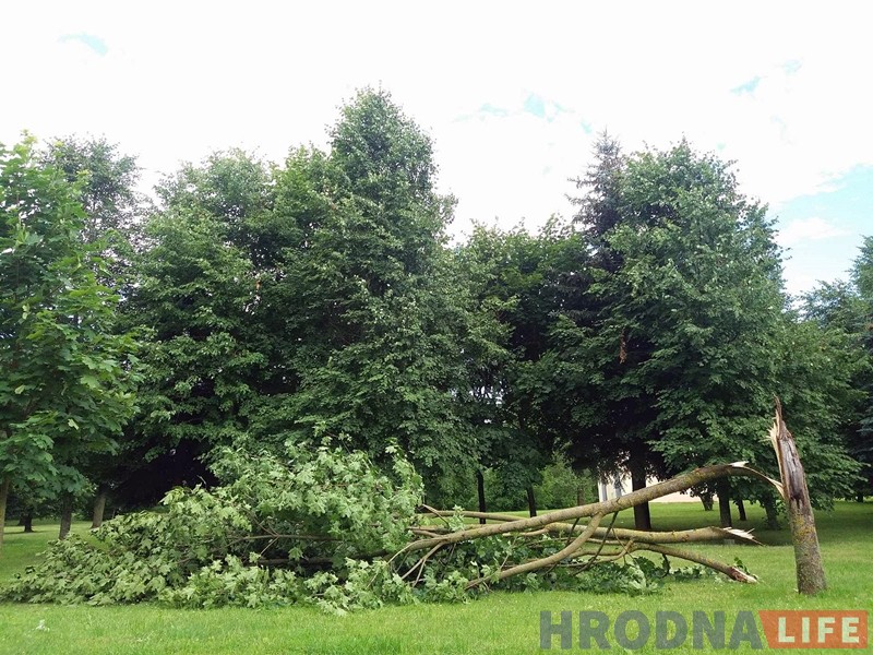 Моцны вецер валіў у Гродне дрэвы: ёсць пашкоджаныя машыны Моцны вецер валіў у Гродне дрэвы: ёсць пашкоджаныя машыны