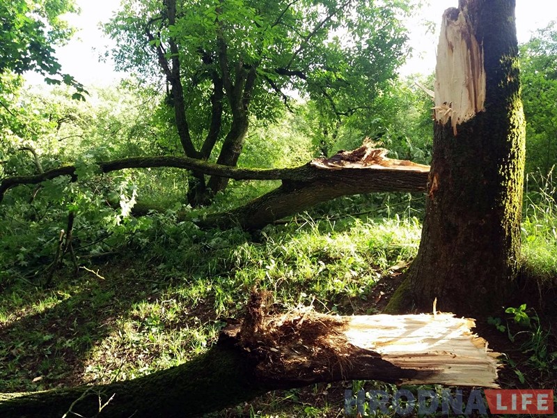 Моцны вецер валіў у Гродне дрэвы: ёсць пашкоджаныя машыны Моцны вецер валіў у Гродне дрэвы: ёсць пашкоджаныя машыны