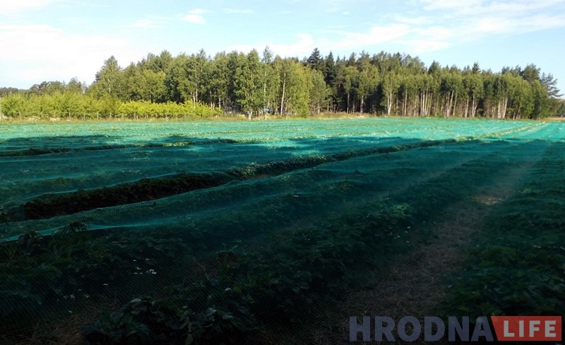 "Пахаць прыходзіцца капітальна, але заробак добры". Гродзенка пра збор клубніц у Фінляндыі