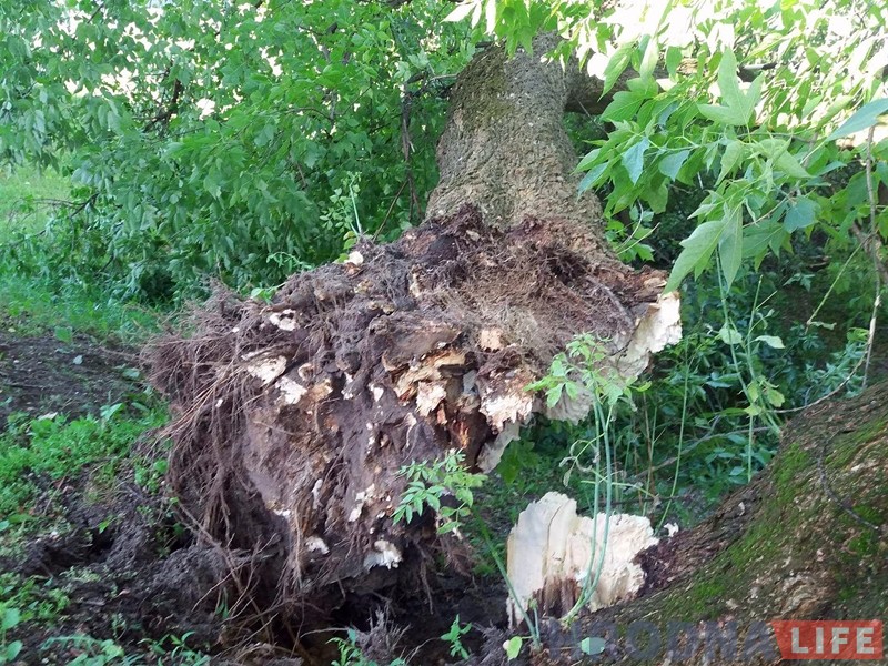 Моцны вецер валіў у Гродне дрэвы: ёсць пашкоджаныя машыны Моцны вецер валіў у Гродне дрэвы: ёсць пашкоджаныя машыны