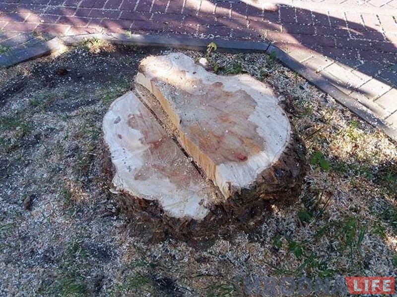 Моцны вецер валіў у Гродне дрэвы: ёсць пашкоджаныя машыны Моцны вецер валіў у Гродне дрэвы: ёсць пашкоджаныя машыны