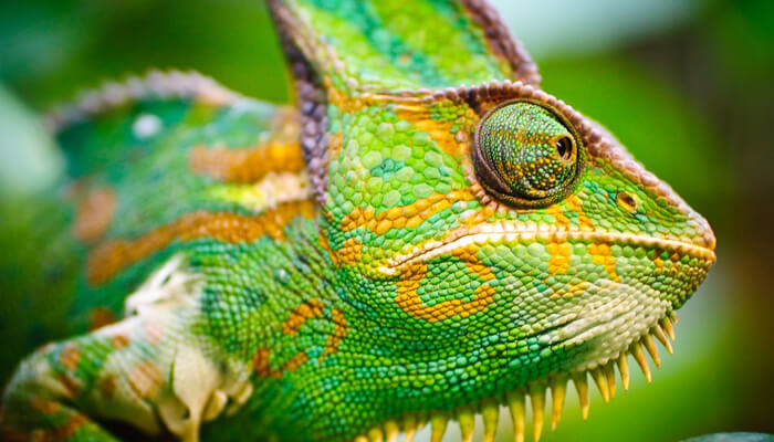 У Гродзенскім заапарку выгадавалі дзвюх рэдкіх яшчарак У Гродзенскім заапарку выгадавалі дзвюх рэдкіх яшчарак