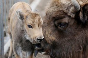 У Гродзенскім заапарку выгадавалі дзвюх рэдкіх яшчарак У Гродзенскім заапарку выгадавалі дзвюх рэдкіх яшчарак