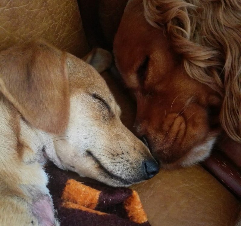 Гродзенскія валанцёры пяць гадзін капалі тунэль каб уратаваць сабаку