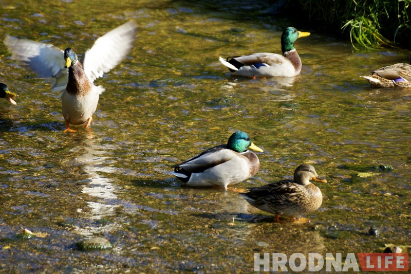 “Праз бінокль цікавей”. ПанЕўрапейскія назіранні за птушкамі прайшлі ў Гродне