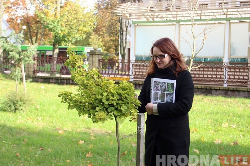 Нечаканая знаходка ў парку Жылібера: на месцы скрадзеных ядомых каштанаў растуць новыя