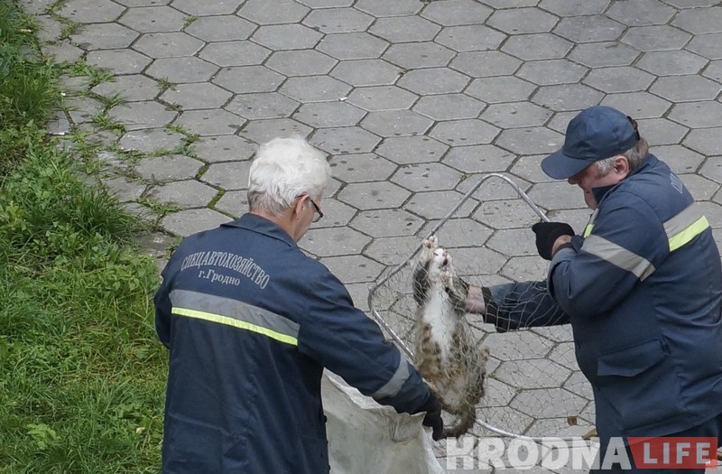No comments: як працуюць адлоўшчыкі безнаглядных жывёл у Гродне No comments: як працуюць адлоўшчыкі безнаглядных жывёл у Гродне