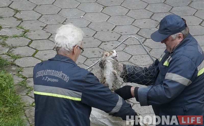 No comments: як працуюць адлоўшчыкі безнаглядных жывёл у Гродне No comments: як працуюць адлоўшчыкі безнаглядных жывёл у Гродне