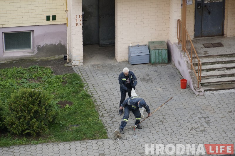 No comments: як працуюць адлоўшчыкі безнаглядных жывёл у Гродне No comments: як працуюць адлоўшчыкі безнаглядных жывёл у Гродне
