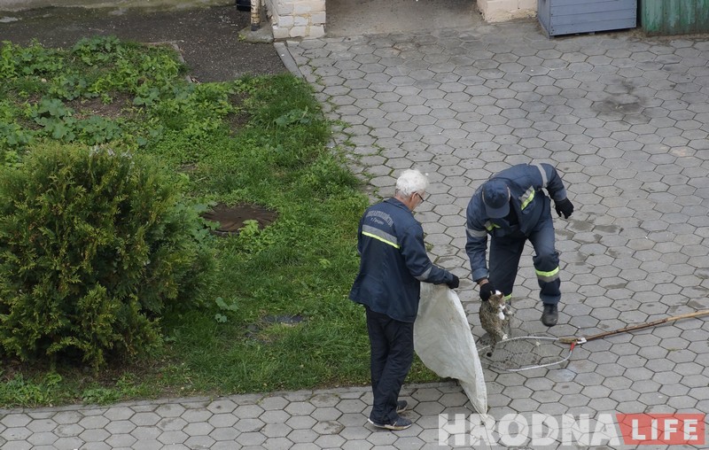 No comments: як працуюць адлоўшчыкі безнаглядных жывёл у Гродне No comments: як працуюць адлоўшчыкі безнаглядных жывёл у Гродне