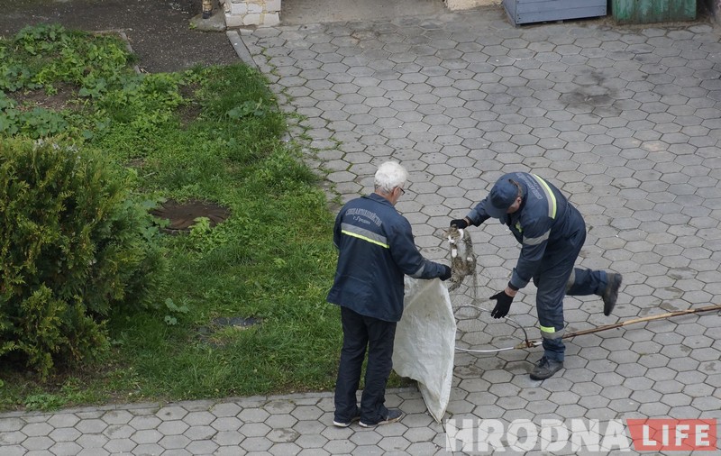 No comments: як працуюць адлоўшчыкі безнаглядных жывёл у Гродне No comments: як працуюць адлоўшчыкі безнаглядных жывёл у Гродне