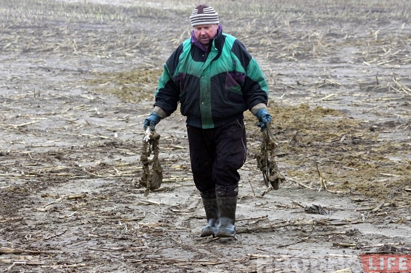 Пенсіянер, якому сабакі загрызлі козаў, паказаў, дзе жывуць і чым харчуюцца здзічэлыя жывёлы