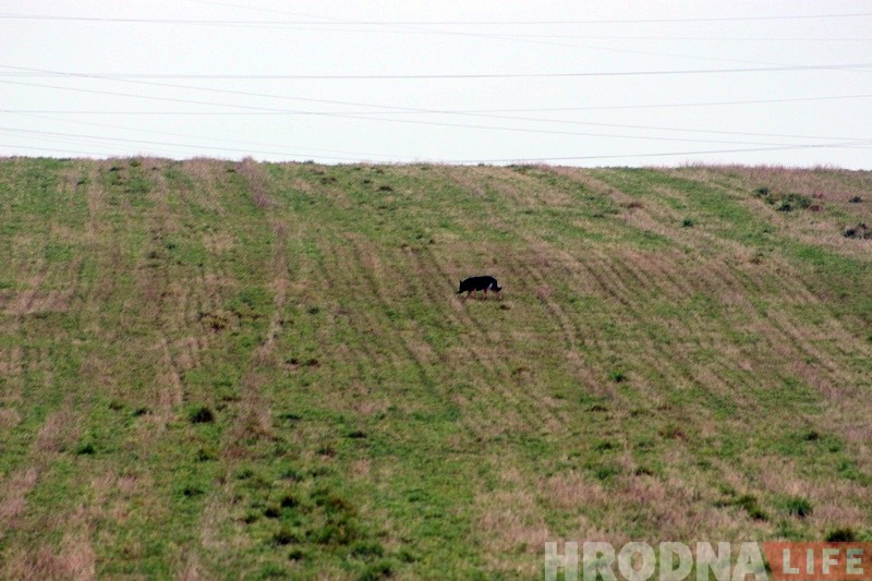Помста людзям? У Гродне зграя бадзяжных сабак задушыла статак коз Помста людзям? У Гродне зграя бадзяжных сабак задушыла статак коз