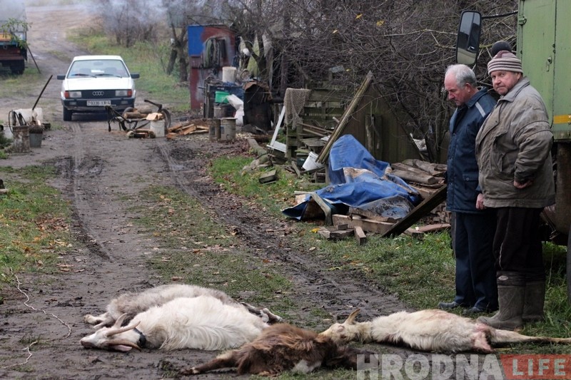 Помста людзям? У Гродне зграя бадзяжных сабак задушыла статак коз Помста людзям? У Гродне зграя бадзяжных сабак задушыла статак коз