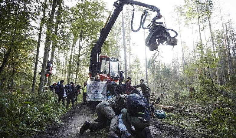 Польшчу абавяжуць плаціць 100 тыс еўра штодзень за высечку ў Белавежскай пушчы