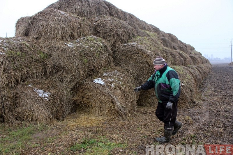 Пенсіянер, якому сабакі загрызлі козаў, паказаў, дзе жывуць і чым харчуюцца здзічэлыя жывёлы