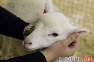 Пяцізоркавая гасцініца ці пакуты? У Гродне адчыніўся кантактны заапарк: разбіраем за і супраць