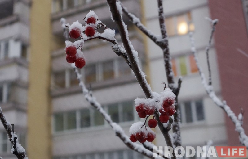 Холадна і мокры снег: апошні дзень восені 2017 у Гродне Холадна і мокры снег: апошні дзень восені 2017 у Гродне