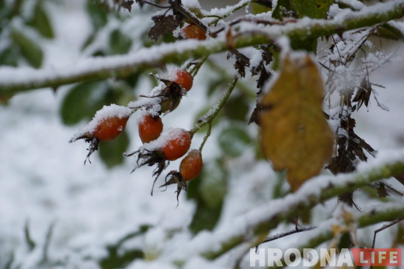 Холадна і мокры снег: апошні дзень восені 2017 у Гродне Холадна і мокры снег: апошні дзень восені 2017 у Гродне