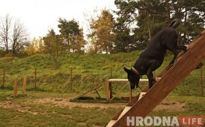“Не забаўка і не дзіця”. Як выхаваць сабаку-кампаньёна на карысць сабе і людзям Пляцоўка для выгулу сабак у Гродне. Ілюстрацыйнае фота. Архіў Hrodna.life