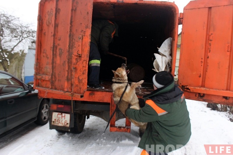 Здзічэлага сабаку, якога злавілі на Старамалышчынскай, усыпілі. САГ: гэта была неабходная мера Здзічэлага сабаку, якога злавілі на Старамалышчынскай, усыпілі. САГ: гэта была неабходная мера