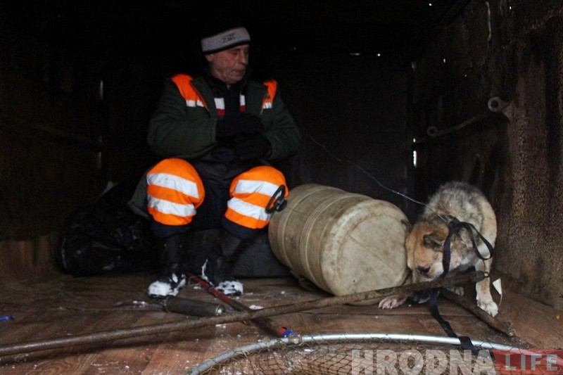 Гродзенец злавіў аднаго са здзічэлых сабак, якія турбуюць гараджан Гродзенец злавіў аднаго са здзічэлых сабак, якія турбуюць гараджан