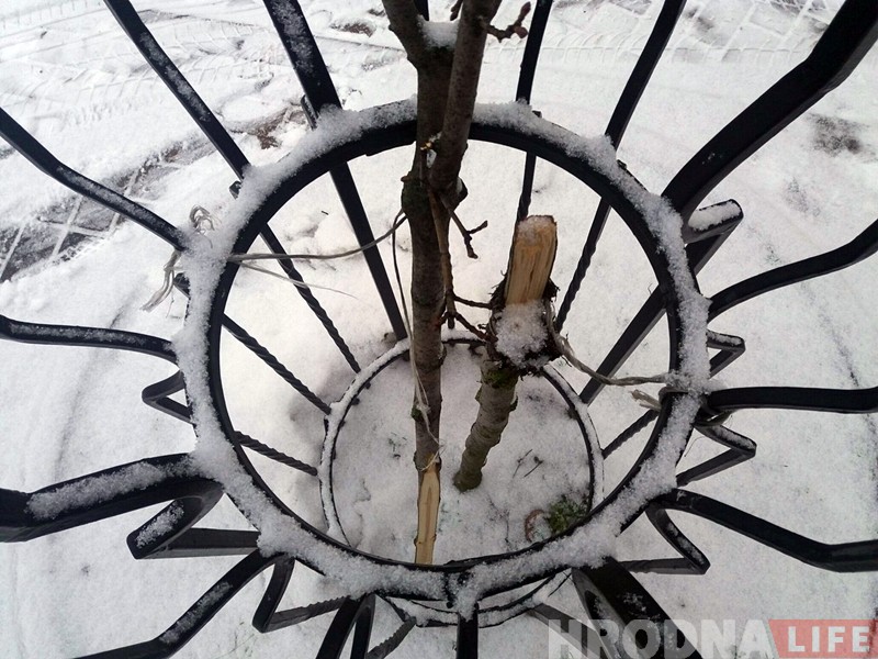 "Дрэваў мала, ды і тыя нішчаць". Каля "Вердэна" нехта зламаў малады клён "Дрэваў мала, ды і тыя нішчаць". Каля "Вердэна" нехта зламаў малады клён