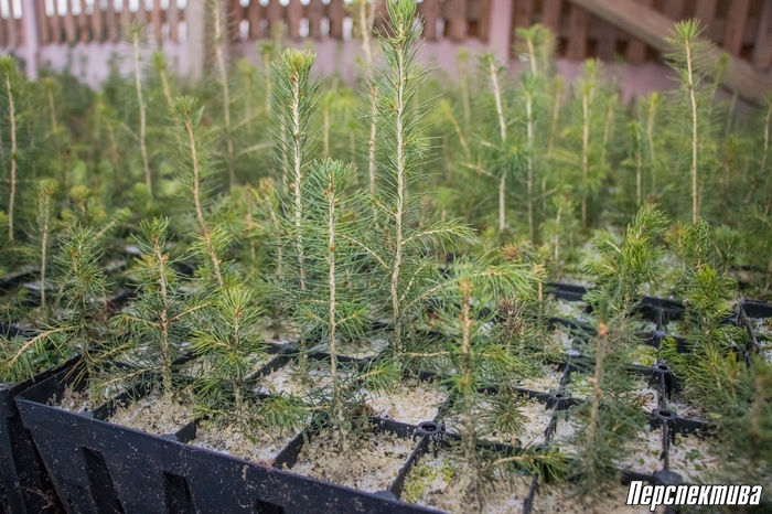 Из пяти тысяч саженцев до покупателя доходит тысяча самых красивых: как выращивают новогодние деревья