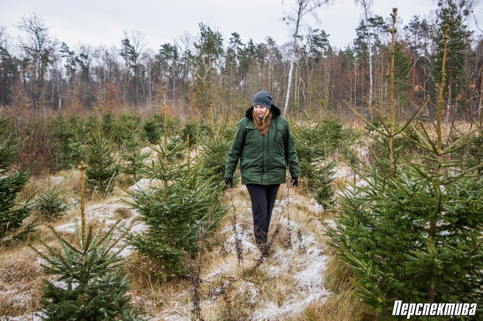 З пяці тысяч саджанцаў да пакупніка даходзіць тысяча самых прыгожых: як вырошчваюць навагоднія дрэвы