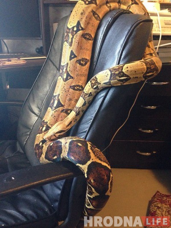 “Пітон не прадаецца”. Дзе ў Гродне набыць змяю і як яе ўтрымліваць?