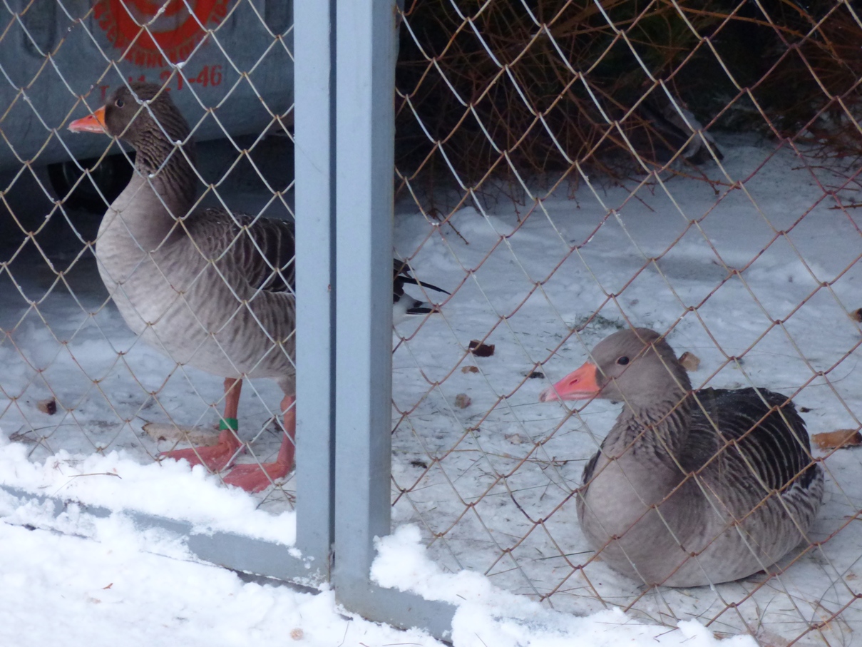 Фотафакт: па Альшанцы гулялі «тры вясёлыя гусі» (дзвюх злавілі, адна ўцякла)