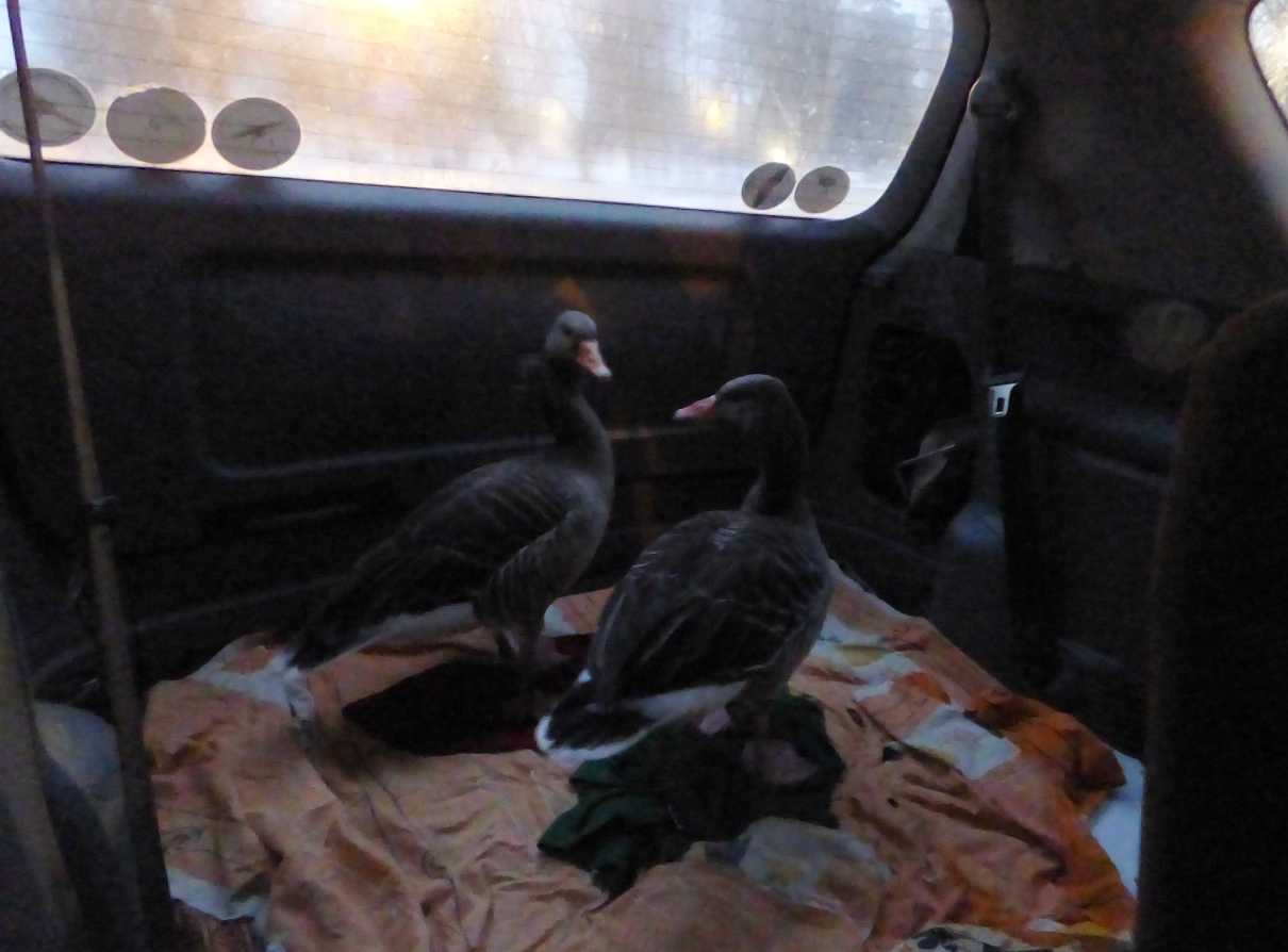 Фотафакт: па Альшанцы гулялі «тры вясёлыя гусі» (дзвюх злавілі, адна ўцякла)