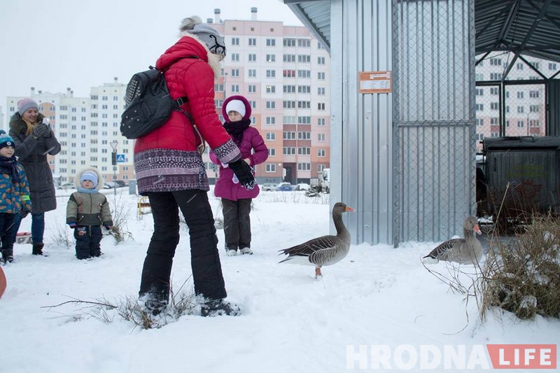 Фотафакт: па Альшанцы гулялі «тры вясёлыя гусі» (дзвюх злавілі, адна ўцякла)