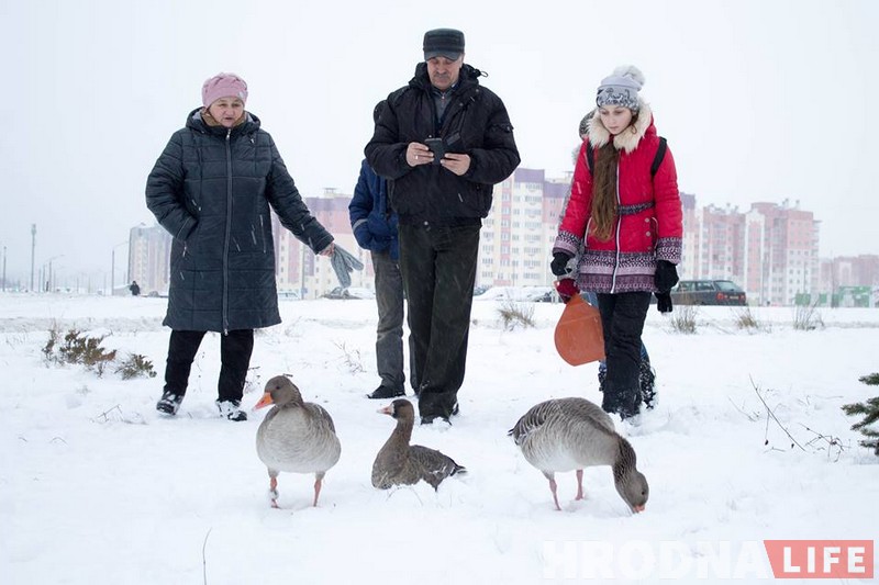 Фотафакт: па Альшанцы гулялі «тры вясёлыя гусі» (дзвюх злавілі, адна ўцякла)