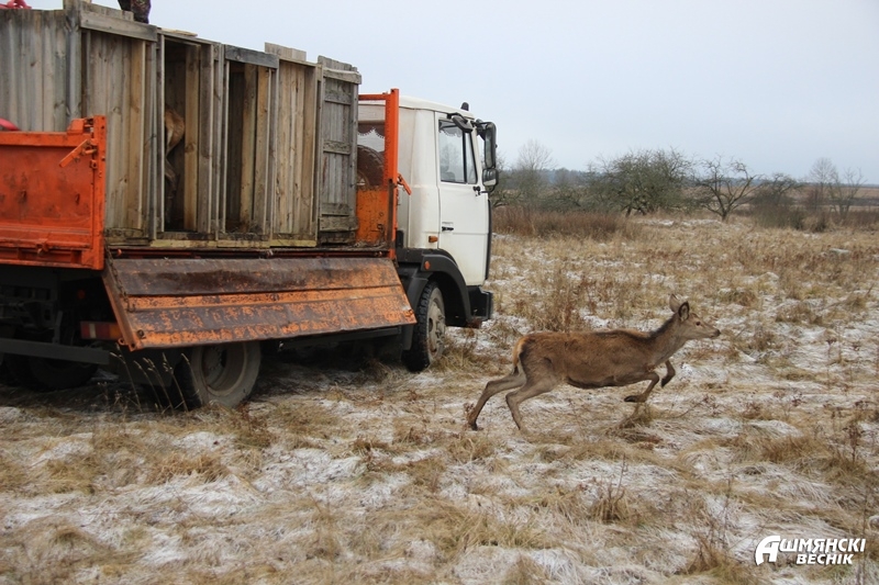 У Ашмянскі раён завезлі благародных аленяў: прыгожыя фота