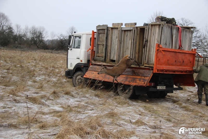 У Ашмянскі раён завезлі благародных аленяў: прыгожыя фота
