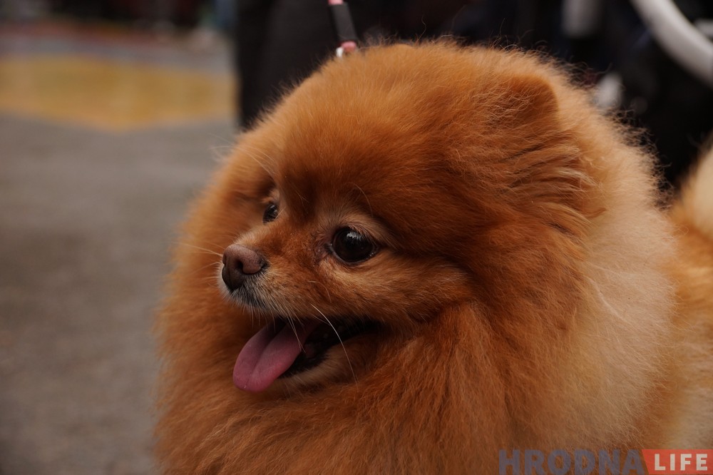 Бягом у Новы год. Чэмпіён, прыгажуня і 260 цвярозых гродзенцаў пачалі год з прабежкі