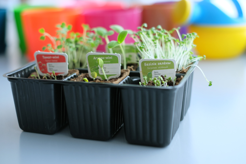 Новая займальная акцыя ад "Еўраопта": цяпер за чэкі будуць выдаваць наборы для вырошчвання рукалы і базіліку