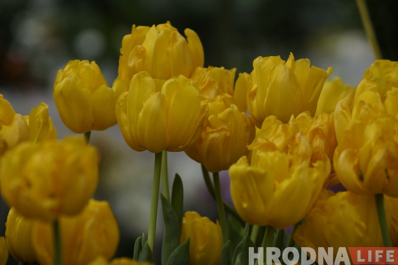 Вясна завітала ў Гродна з падарункамі і прызам