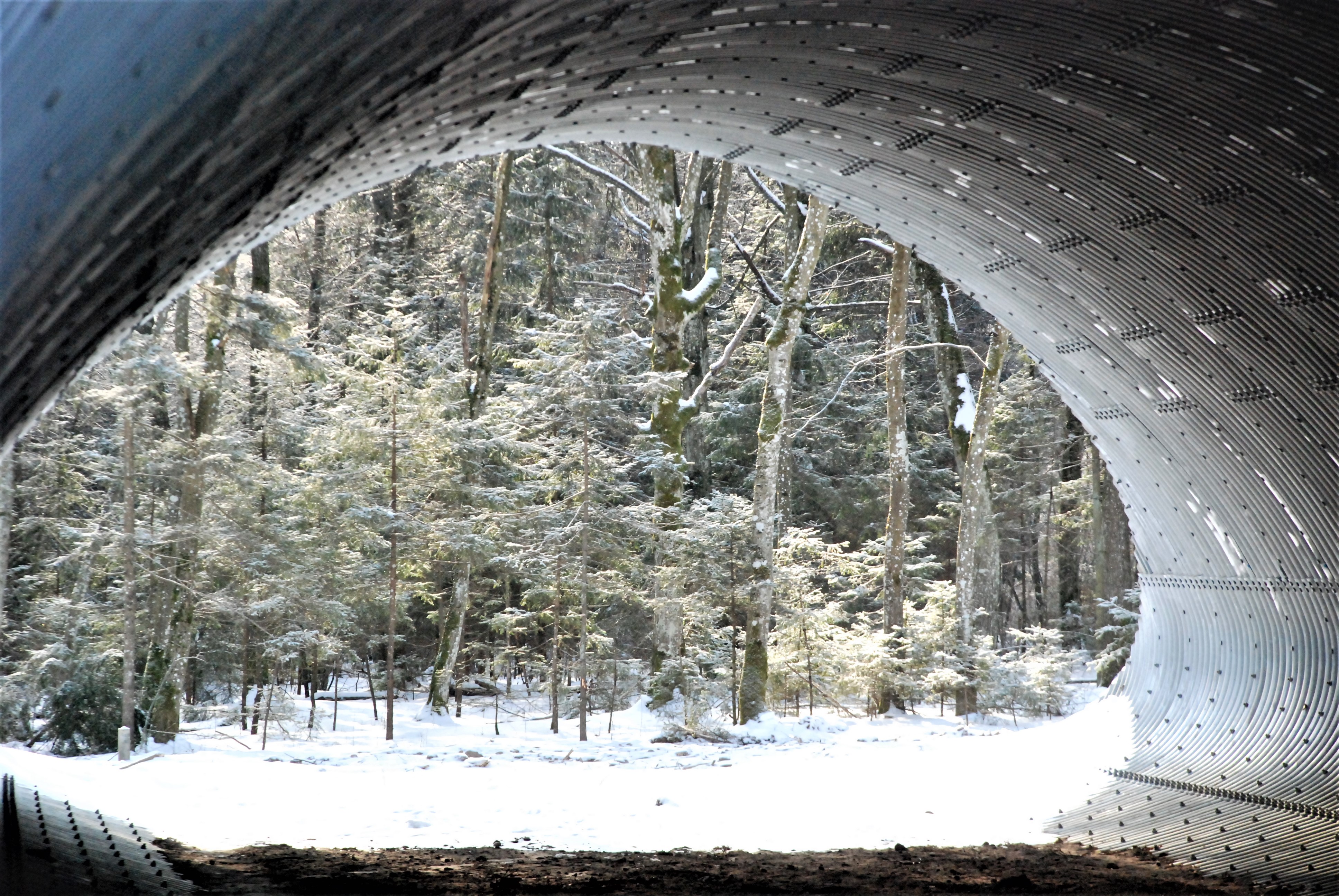 Пакуль там гуляе толькі ліса. Як выглядае першы падземны пераход для жывёл на трасе М6