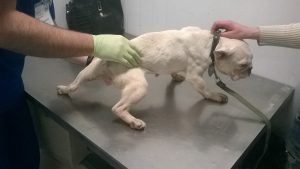 Пра годную старасць могуць толькі памарыць. Як пакутуюць сабакі ў “чорных заводчыкаў”