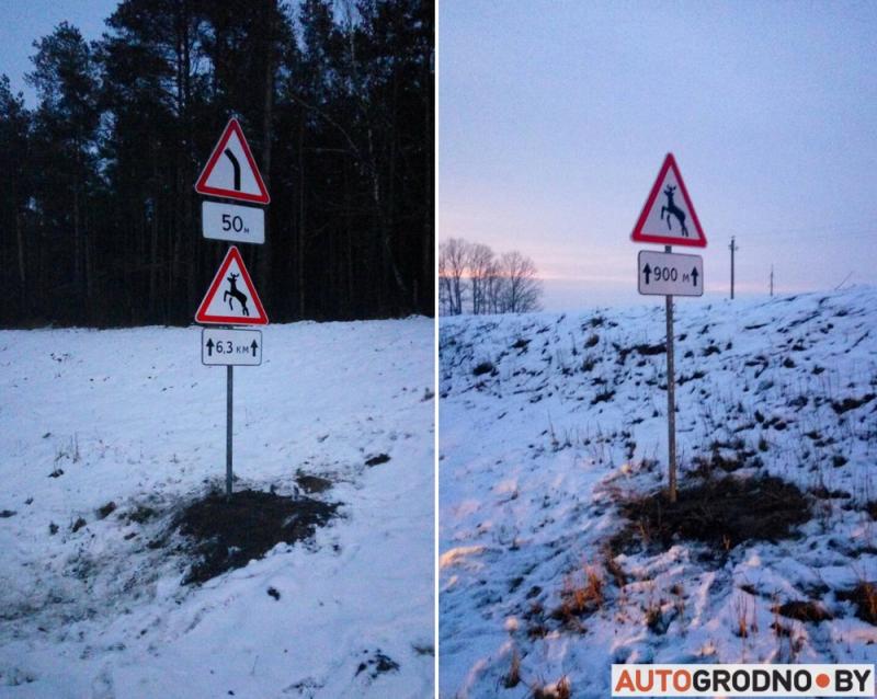 Параненага зубра адправілі на мясакамбінат: збітых жывёл не лечаць