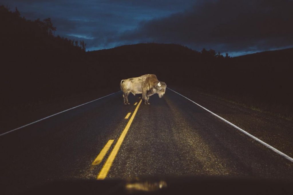 Параненага зубра адправілі на мясакамбінат: збітых жывёл не лечаць